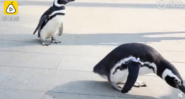 武汉欢乐谷有两只企鹅游客：憋久了，这次带来游乐场体验