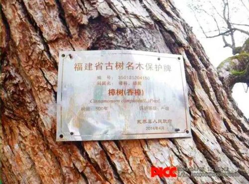 福建首例！福州永泰古树受伤，保险理赔6244元！