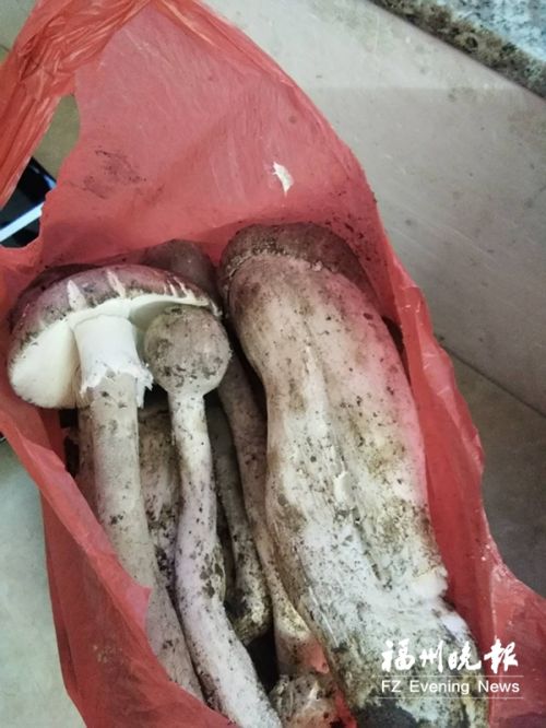 误食毒蘑菇24岁女子肝衰竭 医生：野生蘑菇最好不要采食