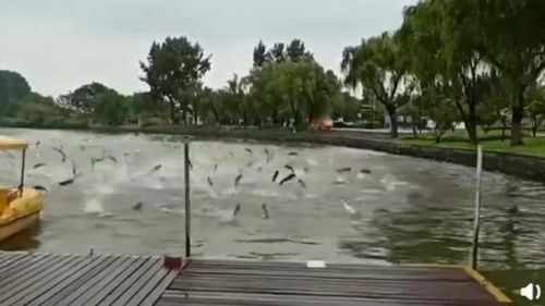 南京玄武湖公园现群鱼跳跃奇观 详细经过现场图真相揭秘